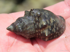 Stramonita brasiliensis