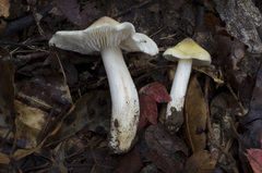 Tricholoma davisiae