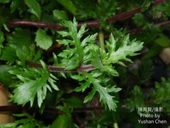 Hygrophila difformis