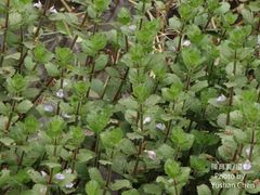Hygrophila difformis