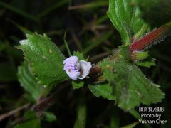 Hygrophila difformis
