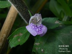 Hygrophila difformis