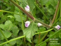 Hygrophila difformis