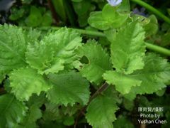 Hygrophila difformis