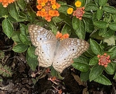 Anartia jatrophae