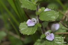 Hygrophila difformis