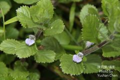 Hygrophila difformis