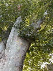 Platanus × hispanica