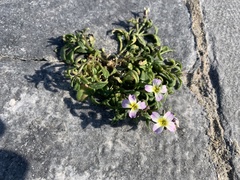 Malcolmia flexuosa