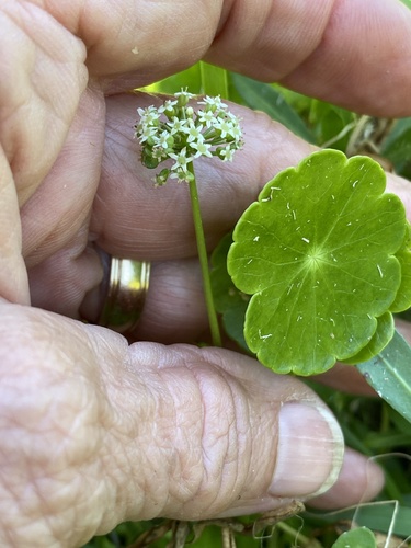 Hydrocotyle umbellata image