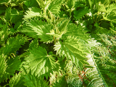 Urtica dioica