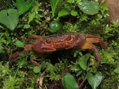 Potamon ibericum