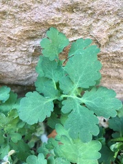 Chelidonium majus