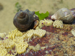 Stramonita brasiliensis