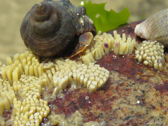 Stramonita brasiliensis
