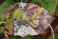 Cameraria gaultheriella