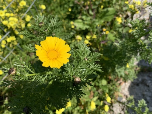 Crown daisy (Glebionis coronaria)