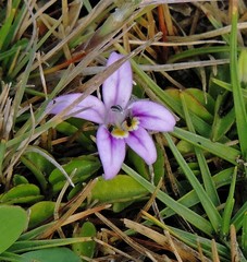 Lobelia oligophylla