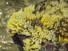 Stramonita brasiliensis