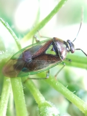 Orthops campestris
