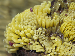 Stramonita brasiliensis