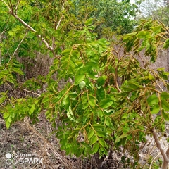 Detarium microcarpum