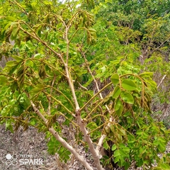 Detarium microcarpum