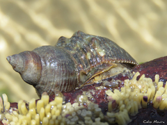 Stramonita brasiliensis
