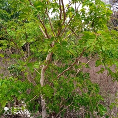 Detarium microcarpum