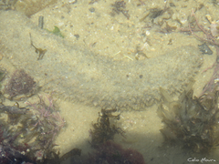Holothuria grisea