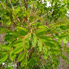 Detarium microcarpum