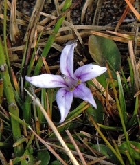 Lobelia oligophylla