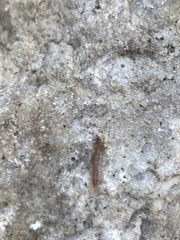 Lithobiidae