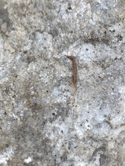 Lithobiidae