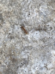 Lithobiidae