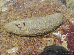 Holothuria grisea