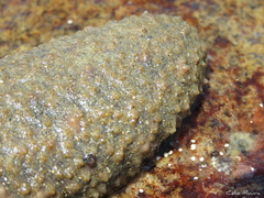 Holothuria grisea