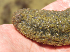 Holothuria grisea