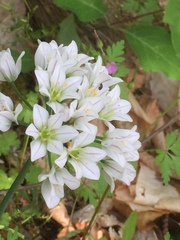 Allium roseum