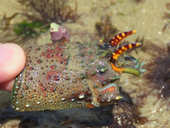 Panulirus laevicauda