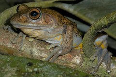 Boophis goudotii