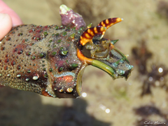 Panulirus laevicauda