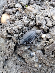 Carabus granulatus interstitialis