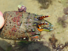 Panulirus laevicauda