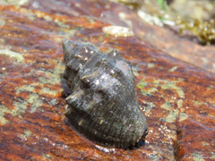 Stramonita brasiliensis