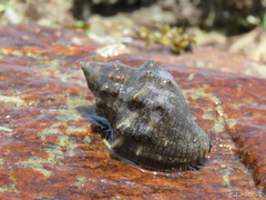 Stramonita brasiliensis
