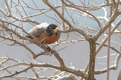Turdus migratorius