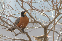 Turdus migratorius