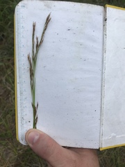 Rhynchospora inexpansa