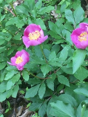 Paeonia broteri